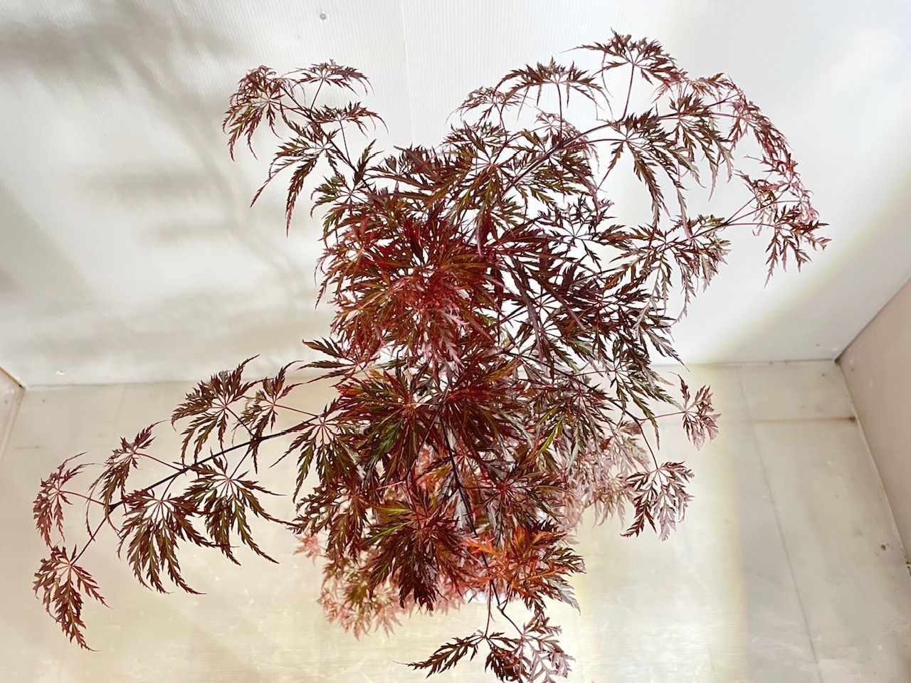 紅葉 紅葉する木