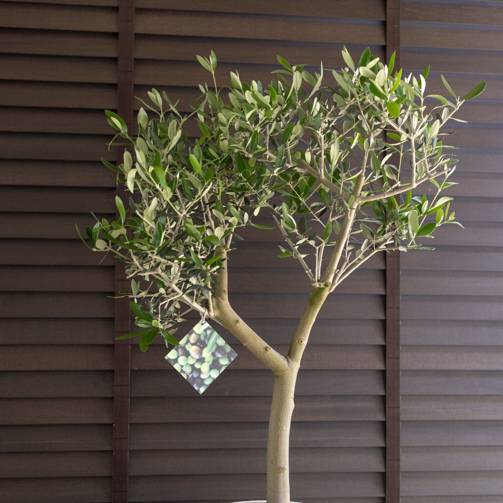 創樹　オリーブ　ルッカ　14 創樹 Olive オリーブの木 ルッカ SOUJU Lucca オリーブ 9号 陶器