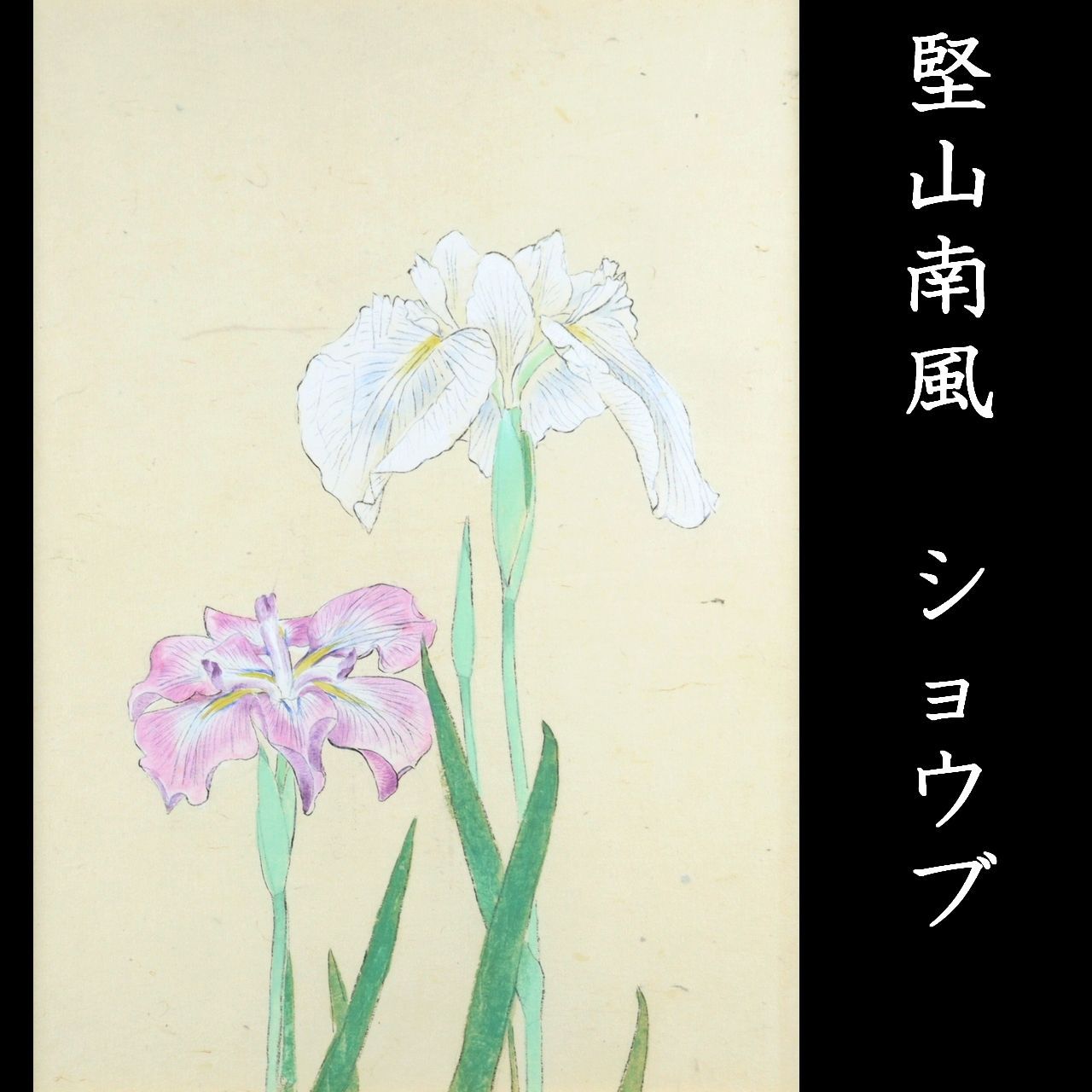 堅山南風 ショウブ 肉筆デッサン画6号 タトウ箱 堅山壽子鑑定シール 楾 O30-S