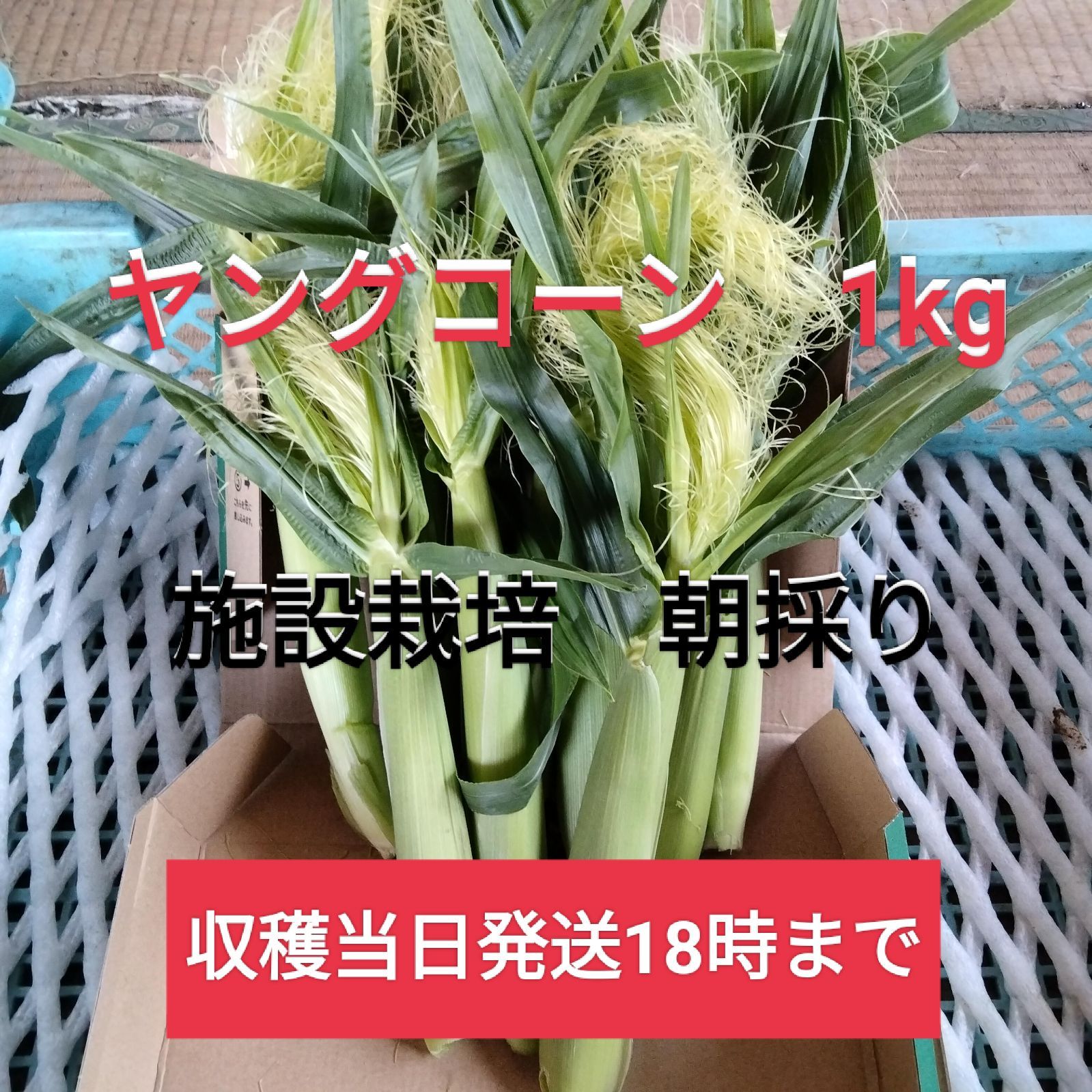 朝採りヤングコーン明日収穫分 - 野菜