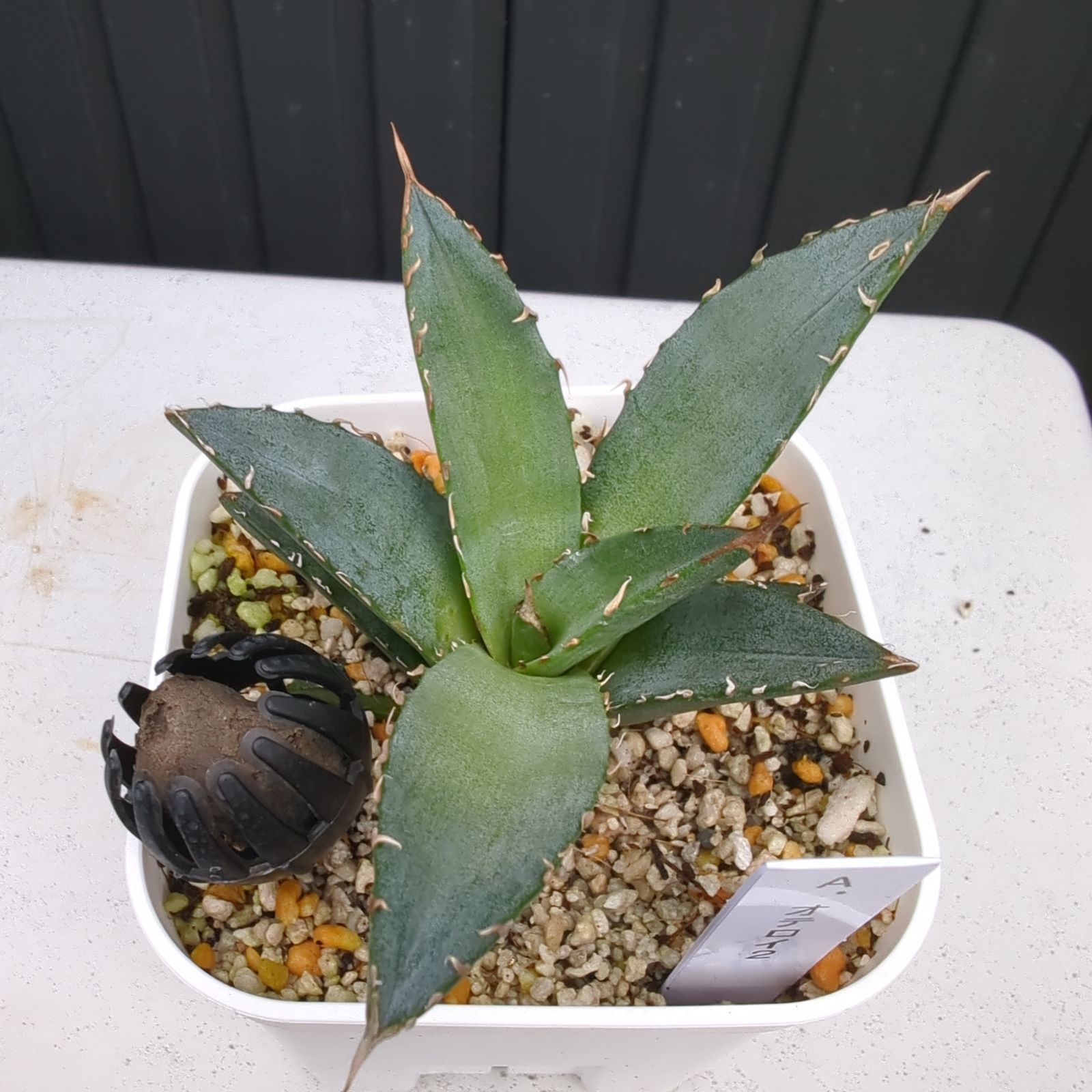 アガベ オテロイ 実生各種 Agave oteroi 抜き苗で配送 - メルカリ アガベ オテロイ 実生各種 Agave oteroi 抜き苗で配送 - メルカリ