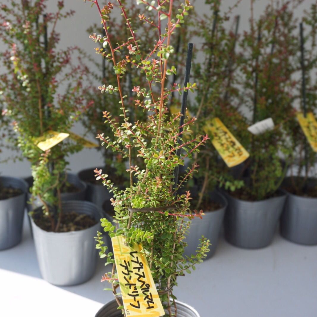 レプトスペルマム ラウンドリーフ 2苗セット - メルカリ