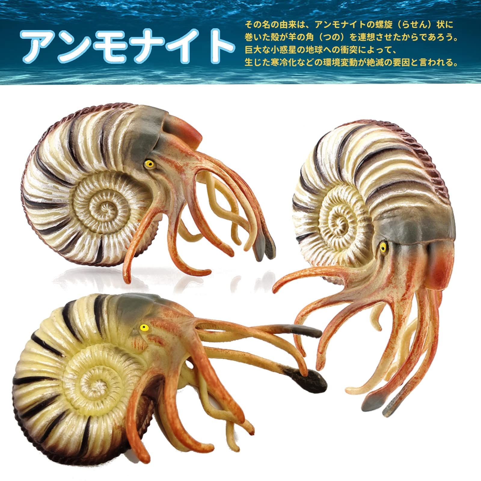 UTST オウムガイ フィギュア アンモナイト オウムガイ 貝殻