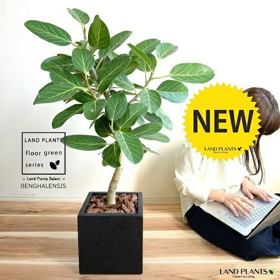 2千円値引 斑入り パキラ カクテル 3〜4種類楽しめます 2千