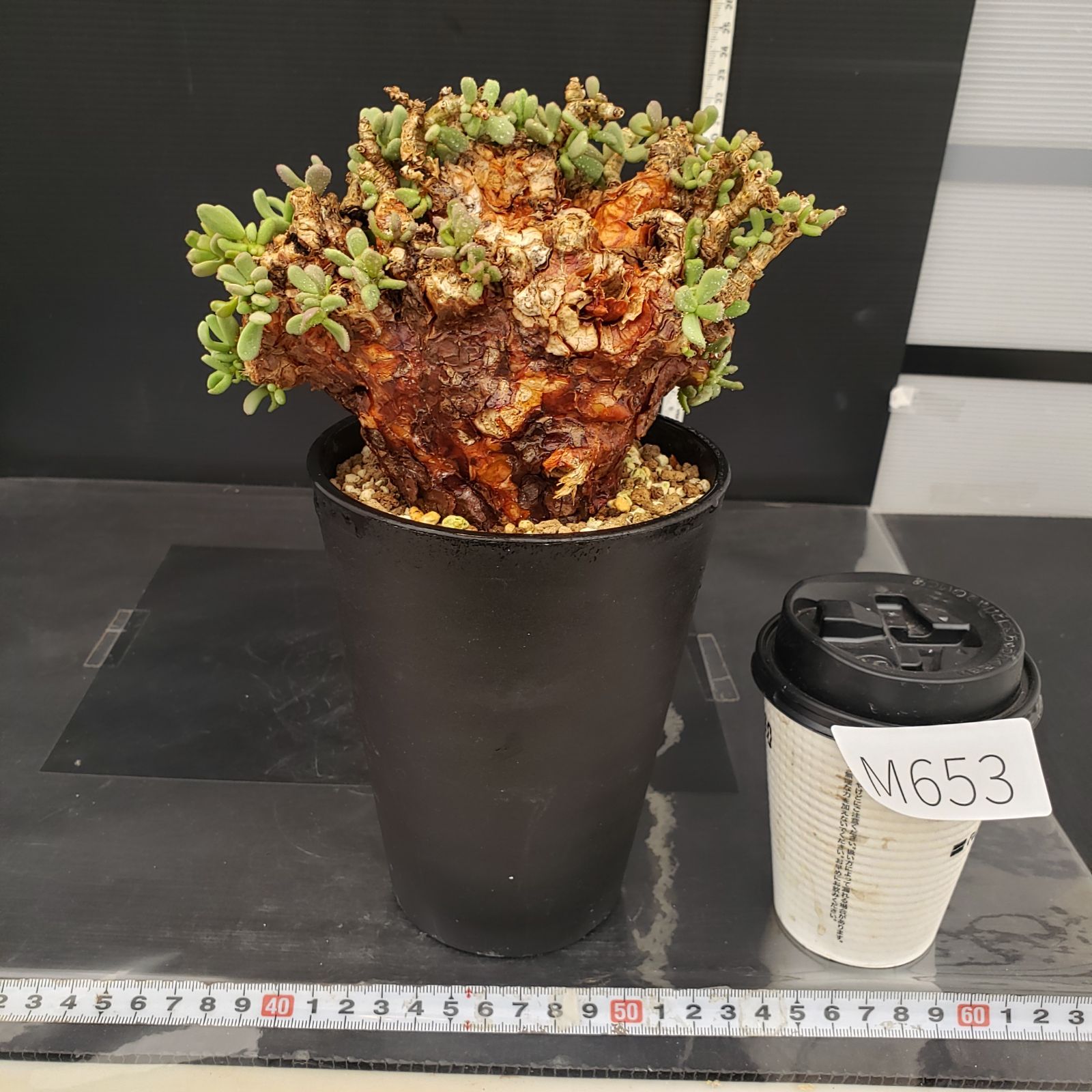 M653【自社養生株】ケラリア ピグマエア（現地球・発根株