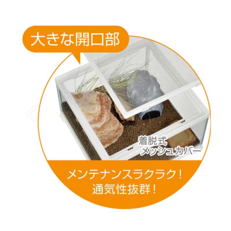 スターターキット ヒョウモントカゲモドキ