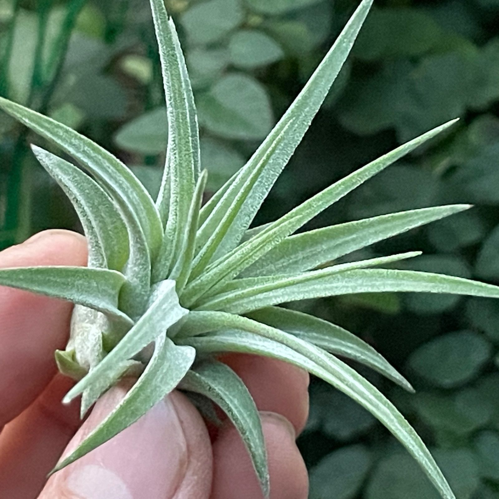 チランジア　イオナンタ　マキシマ　アルビノ　クランプ チランジア イオナンタ マキシマ アルビノ クランプ イオナンタ