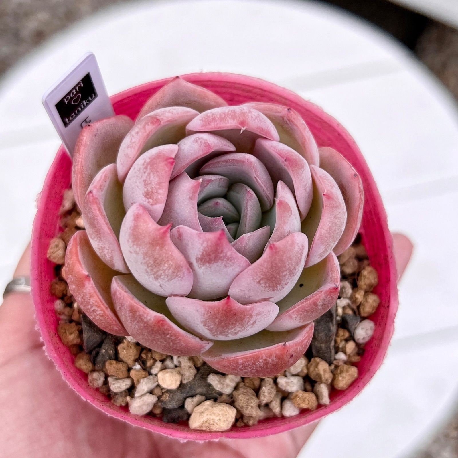 多肉植物 ピンクリップスティック 韓国苗 - メルカリ