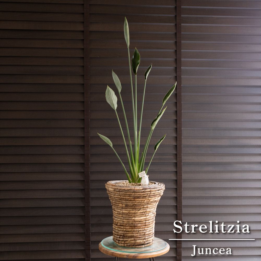 ストレリチア ユンケア ノンリーフ 6号 樹脂鉢＋バスケット付き オーガスタ 観葉植物 楽鳥花
