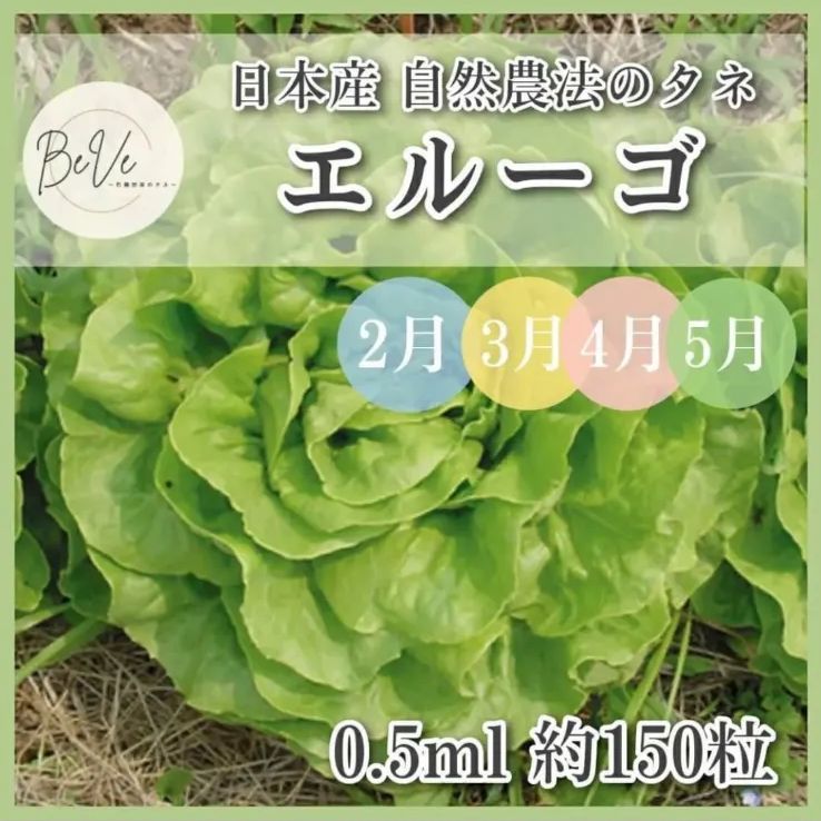 野菜の種 たね エルーゴ サラダ菜 2月 3月 4月 5月 タネ 家庭菜園