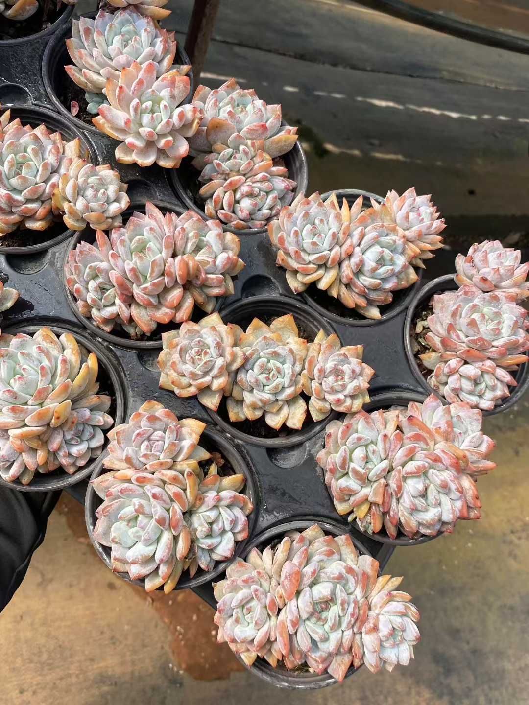 36株の抜き苗セット オレンジモンロー群生 多肉植物 佐川急便発送 エケベリア 韓国苗 MY381