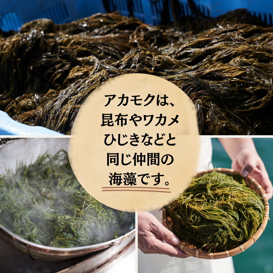 【天然アカモク】玄界灘の海成のアカモク　あかもく900ｇ|海成