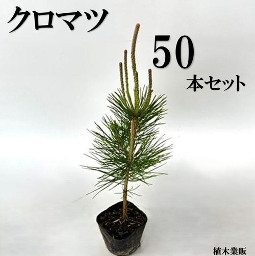 50本セット クロマツ樹高0.3m前後10.5cmポット
