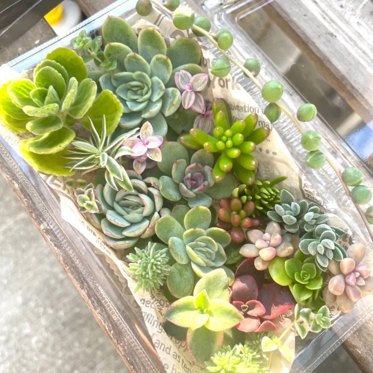 ② 多肉植物 カット苗 詰め合わせ 寄せ植え 【公式通販】