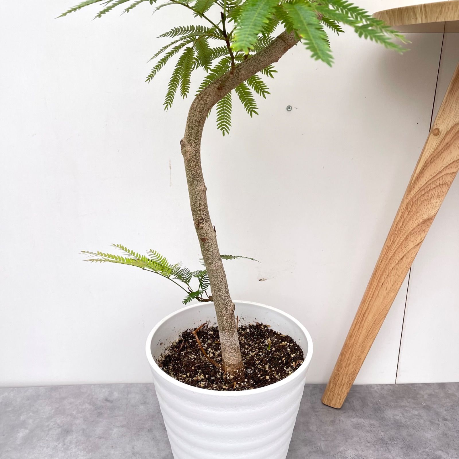 観葉植物 エバーフレッシュ 曲がり 6【現品】観葉植物 室内 7号