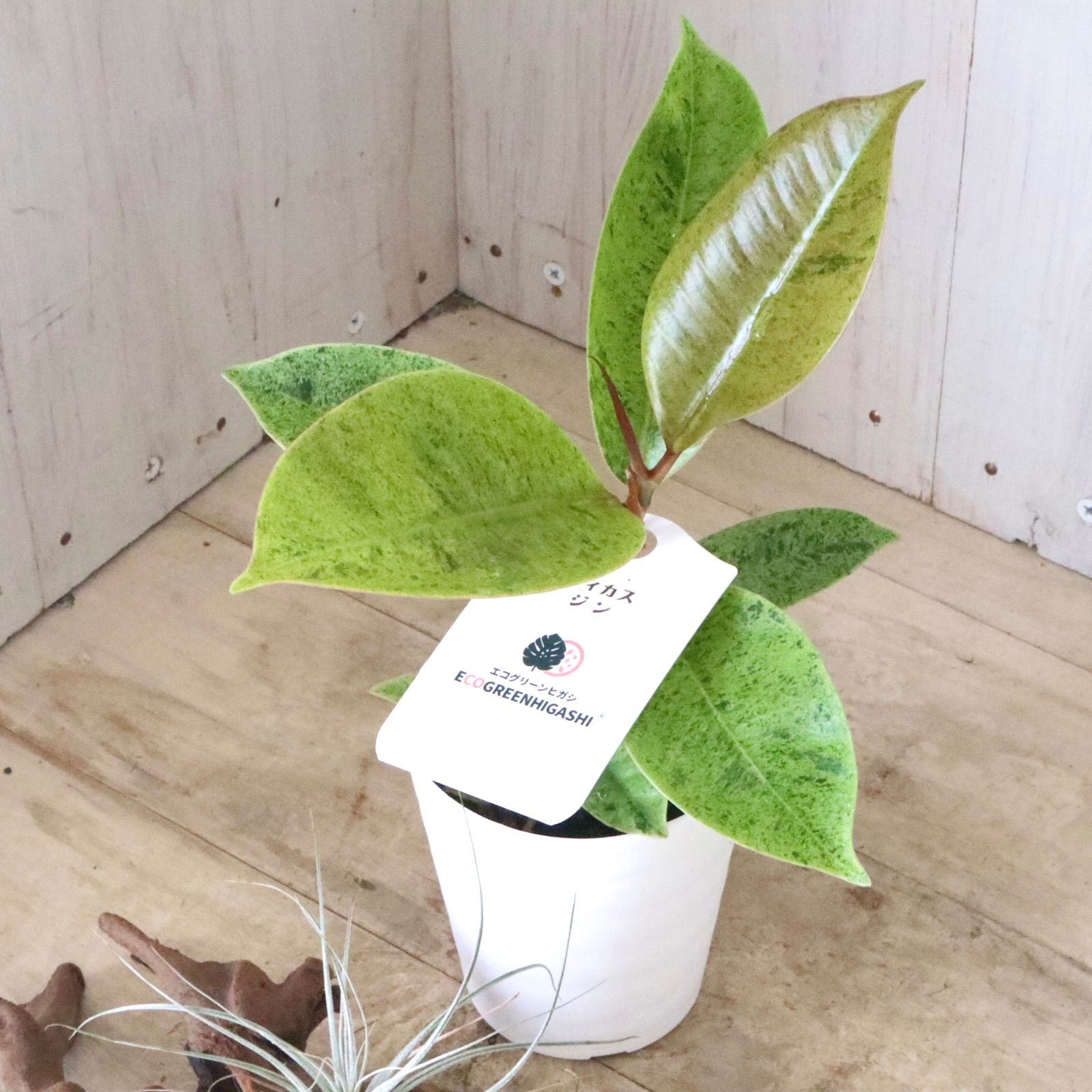 希少♡フィカス♡エラスティカ♡ジン♡観葉植物♡ - メルカリ