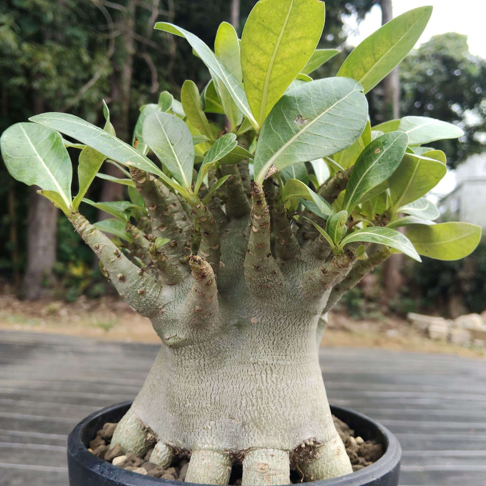 a79 アデニウム ドワーフ 塊根植物 コーデックス アラビカム アラビクム g-bnk 観葉植物