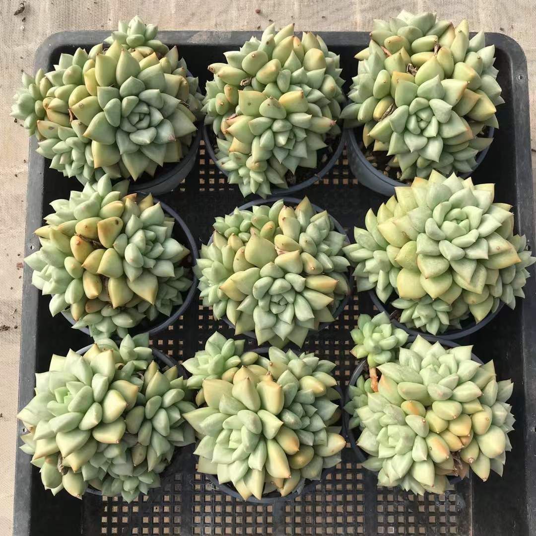 抜き苗 多肉植物