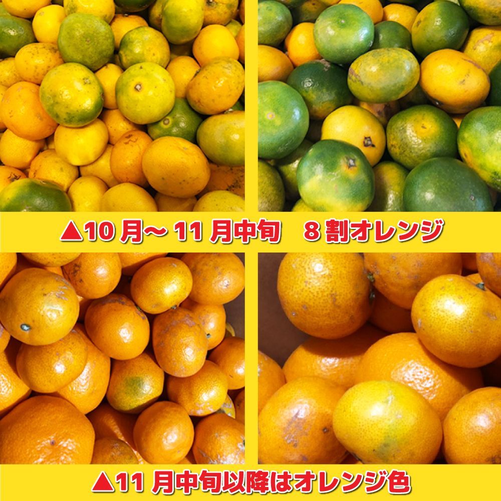 愛媛みかん（14日以内発送）特に訳あり 愛媛みかん10kg+保証分500g（合計 箱込10.5kg） 愛媛の農家・青果市場から直送！！ ※北海道・沖縄離島 発送不可