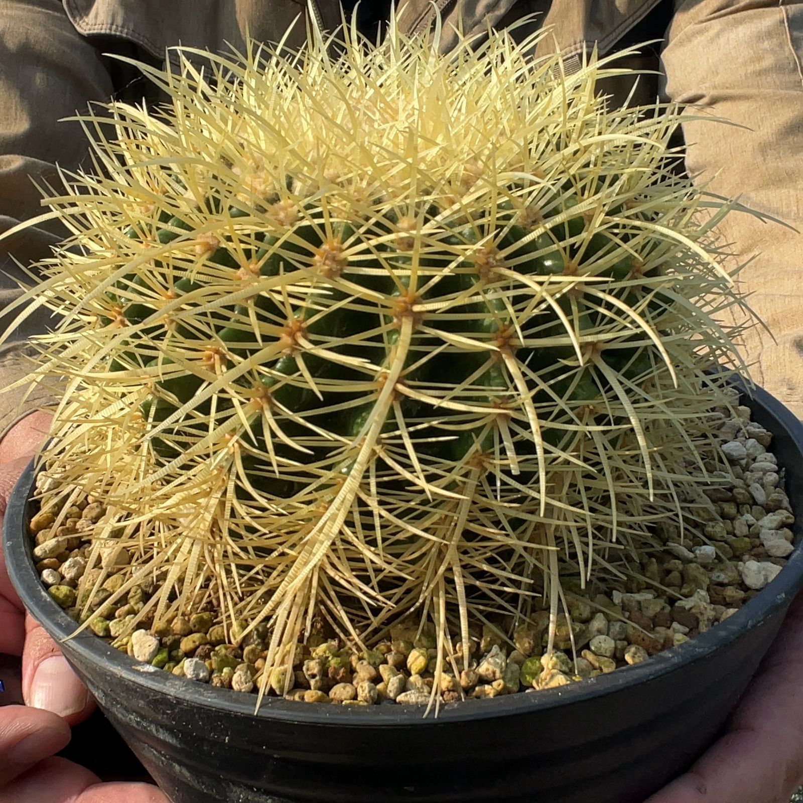 鉢ごと発送】【送料込】 サボテンの王様！金色サボテン / 金鯱 