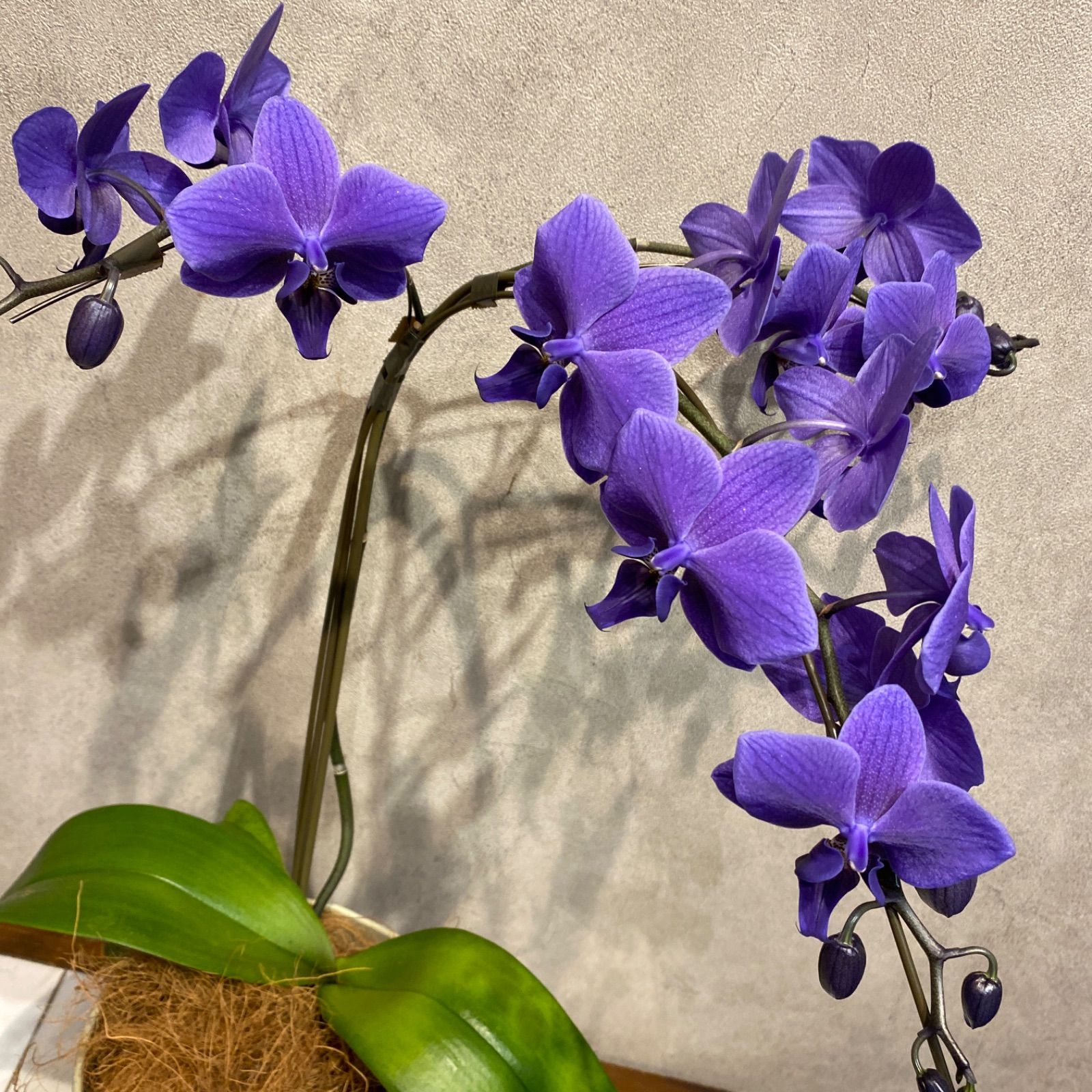 枝ぶり良いです。超希少❗️胡蝶蘭❤️ブルージーン 1本立 - メルカリ