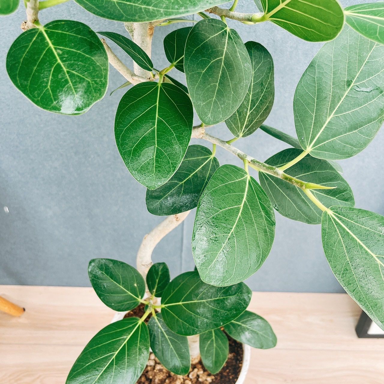 現品］27番 フィカス ベンガレンシス 曲がり 8号 観葉植物 室内 大型