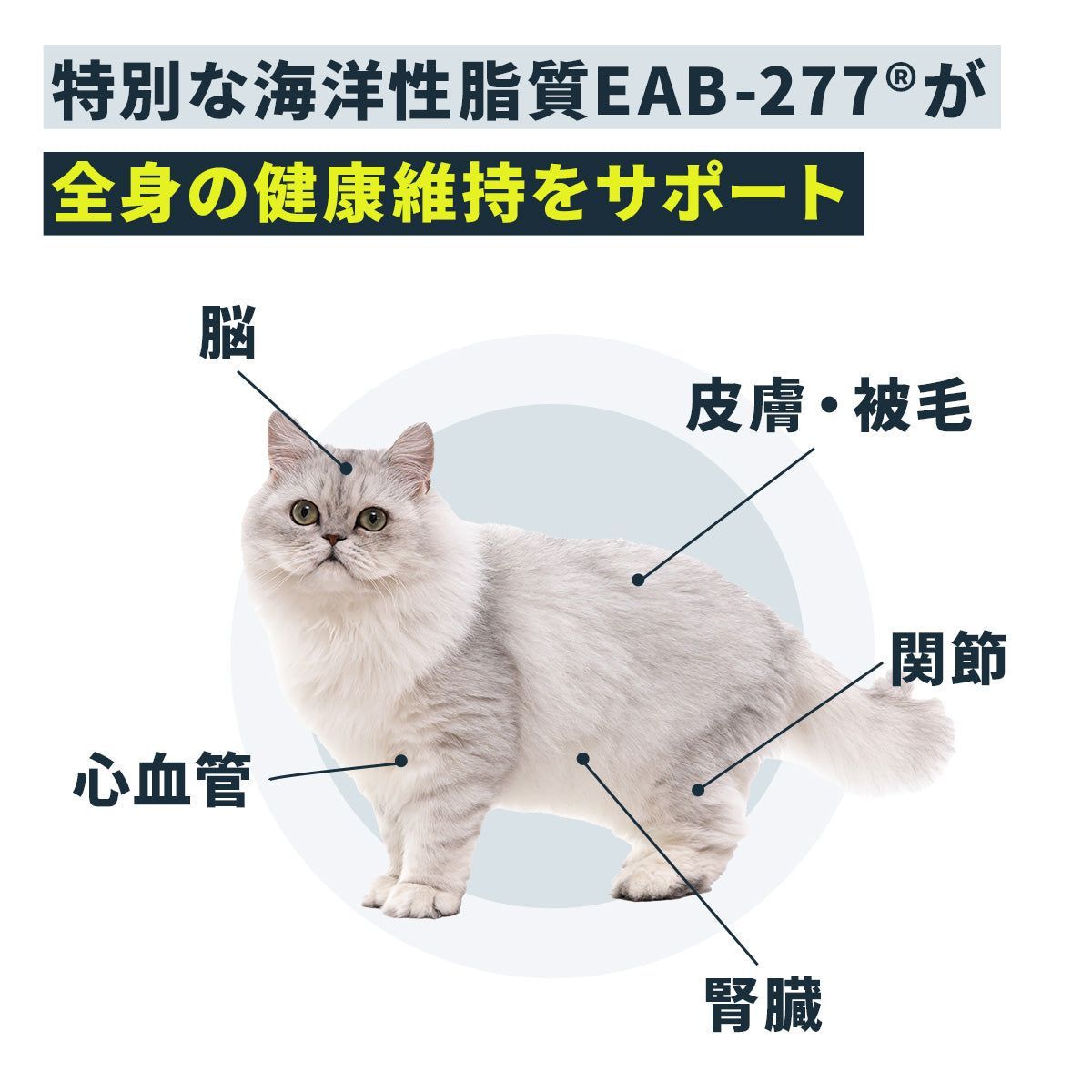 アンチノールプラス