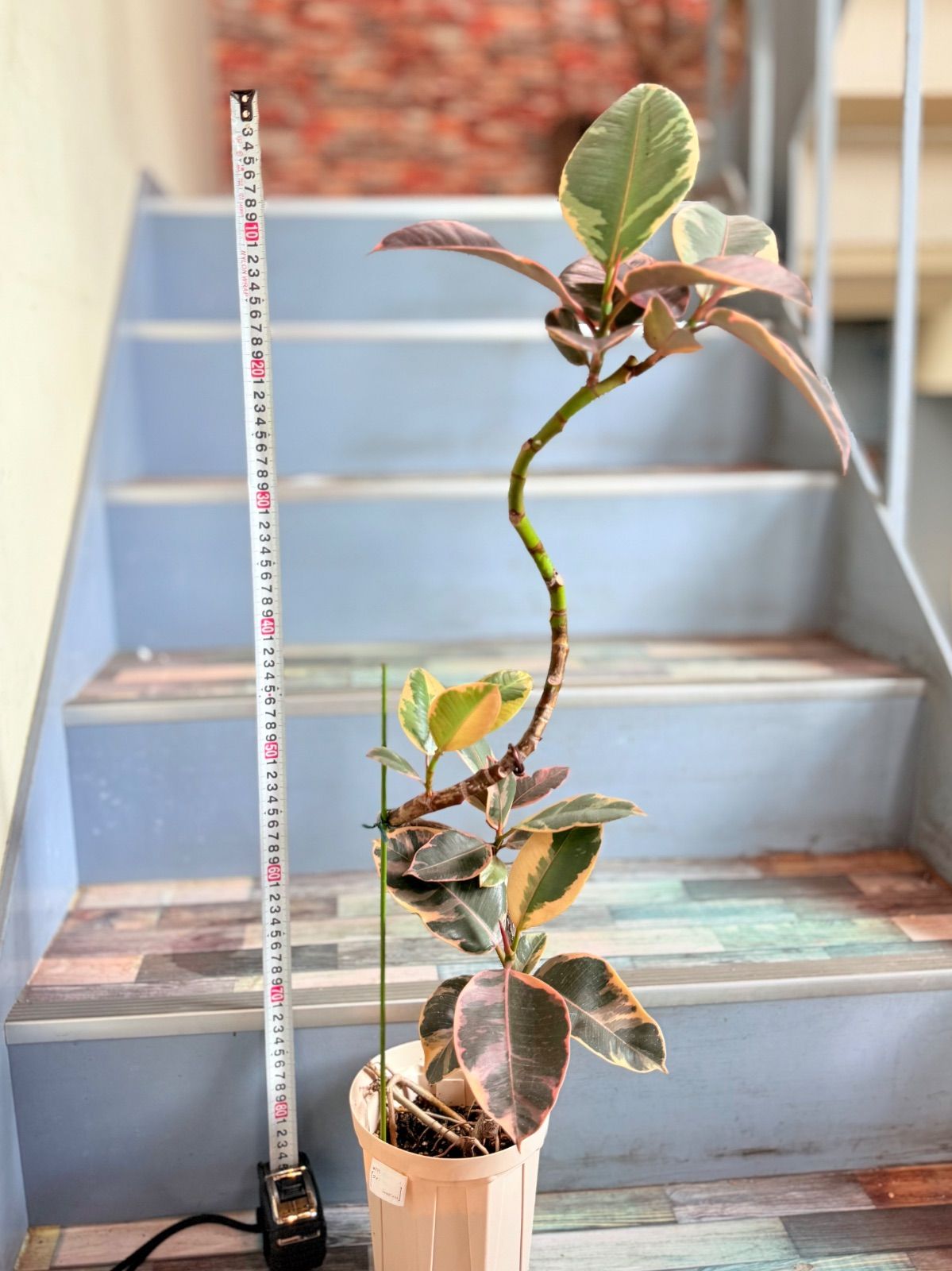 フロッグ　プロダクツ　サソリ　ウッド製 フロッグプロダクツ サソリスペシャル ウッド フロッグプロダクツ