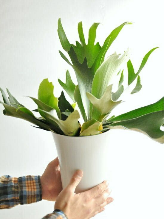 コウモリラン ビカクシダ 6号 白色 プラスチック鉢 受皿付き コウモリ蘭 蘭 プラティケリウム 鹿角 敬老の日 ポイント消化 STEELWINDOWSANDDOORS_COM