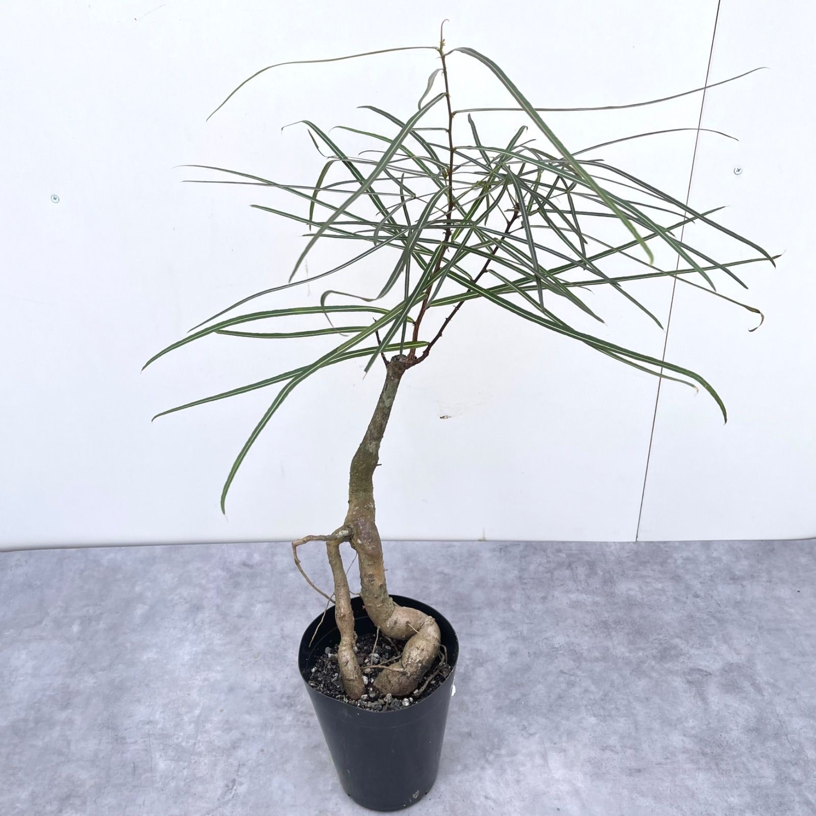 ボトルツリー ブラキキトン 2【現品】観葉植物 オージープランツ 室内 - メルカリ