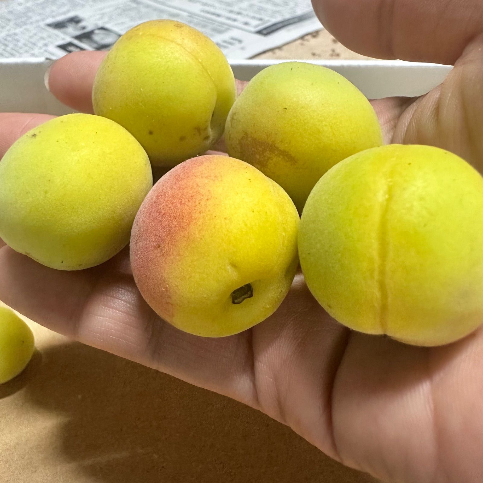 02.隣県限定 常温 10kg 山形県産 谷沢梅 完熟 中熟 梅ジャム ジュース 02.隣県限定 常温 10kg 山形県産 谷沢梅 完熟 中熟 梅ジャム