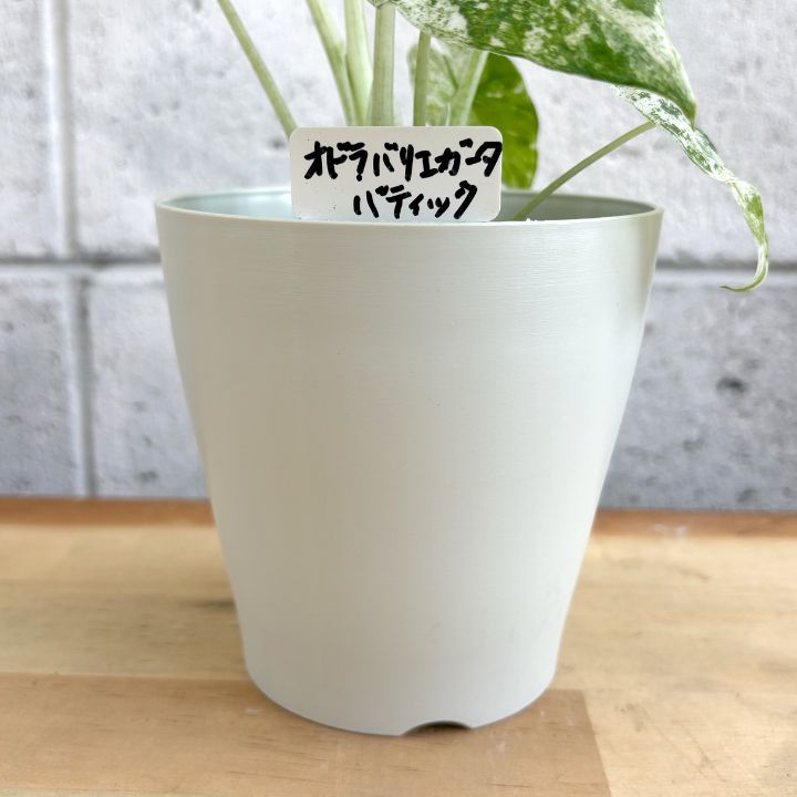 観葉植物】希少 斑入り アロカシア オドラ バリエガータ
