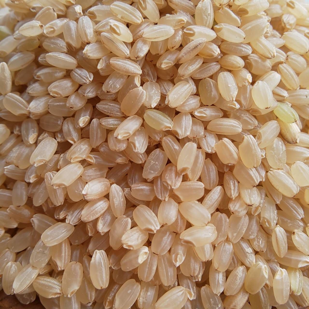 令和4年新米 京都玄米 農薬不使用 有機米 青米入り ヒノヒカリ 25キロ-