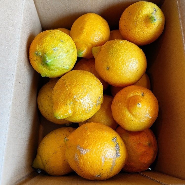 農薬不使用レモン 約2kg 片浦産 産地直送 送料込み