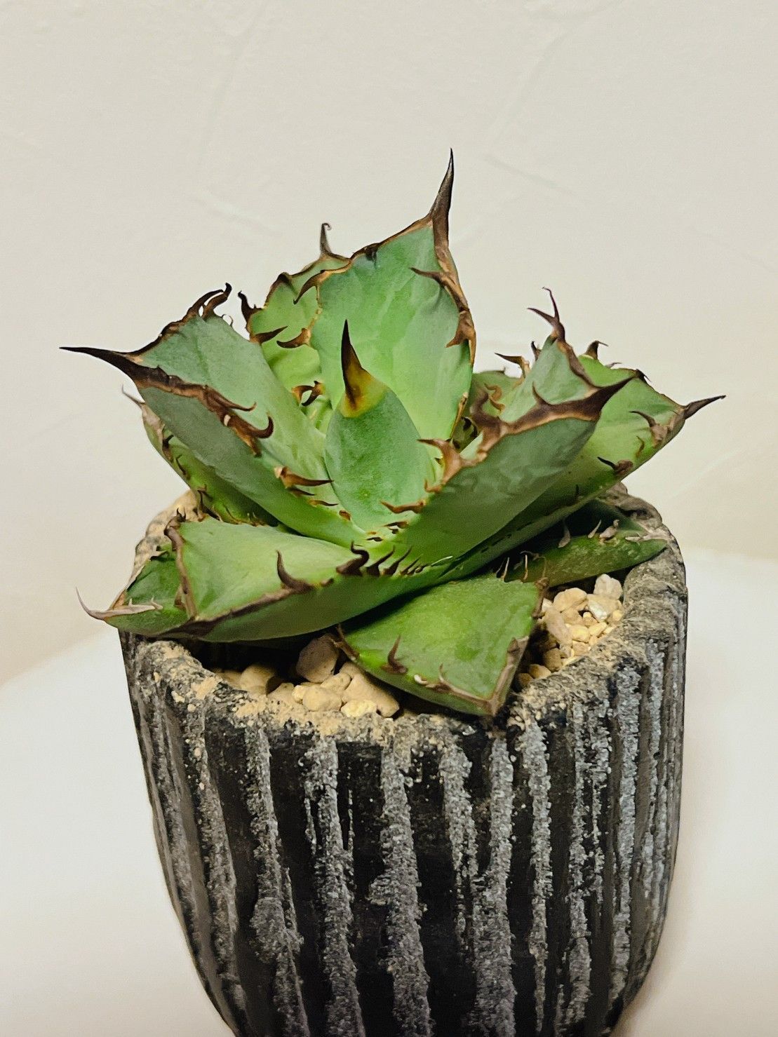 アガベ チタノタ 希少 牛魔王 台湾輸入株 9.5cm 台湾輸入株 - メルカリ