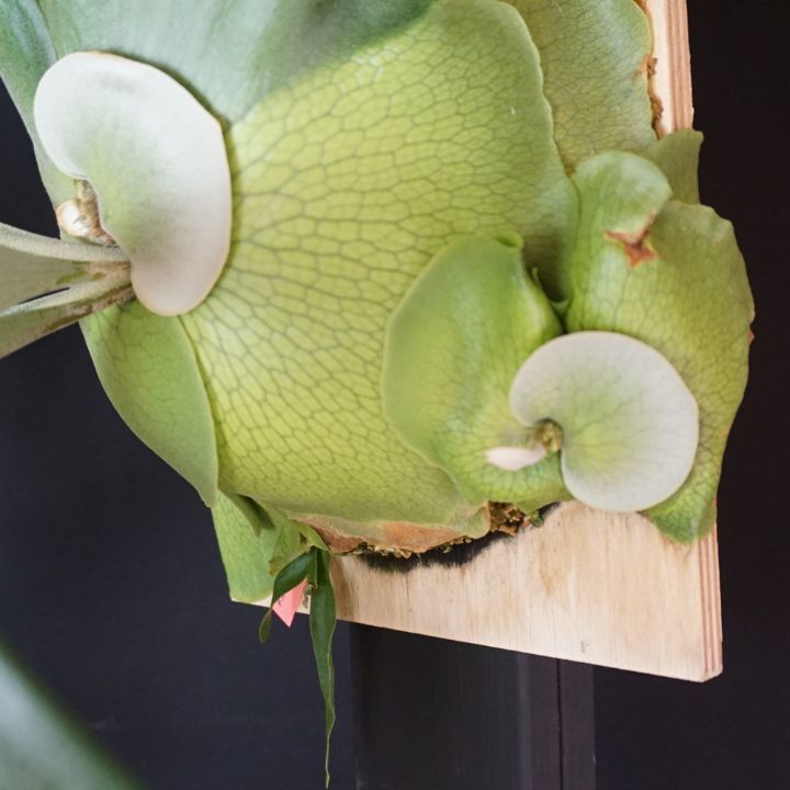 ★ Oceanbeaw★ビカクシダ5点 MORE BLUE AU008-VIXEN規格 120mm自在アリガタ20mmピッチ穴開タイプ