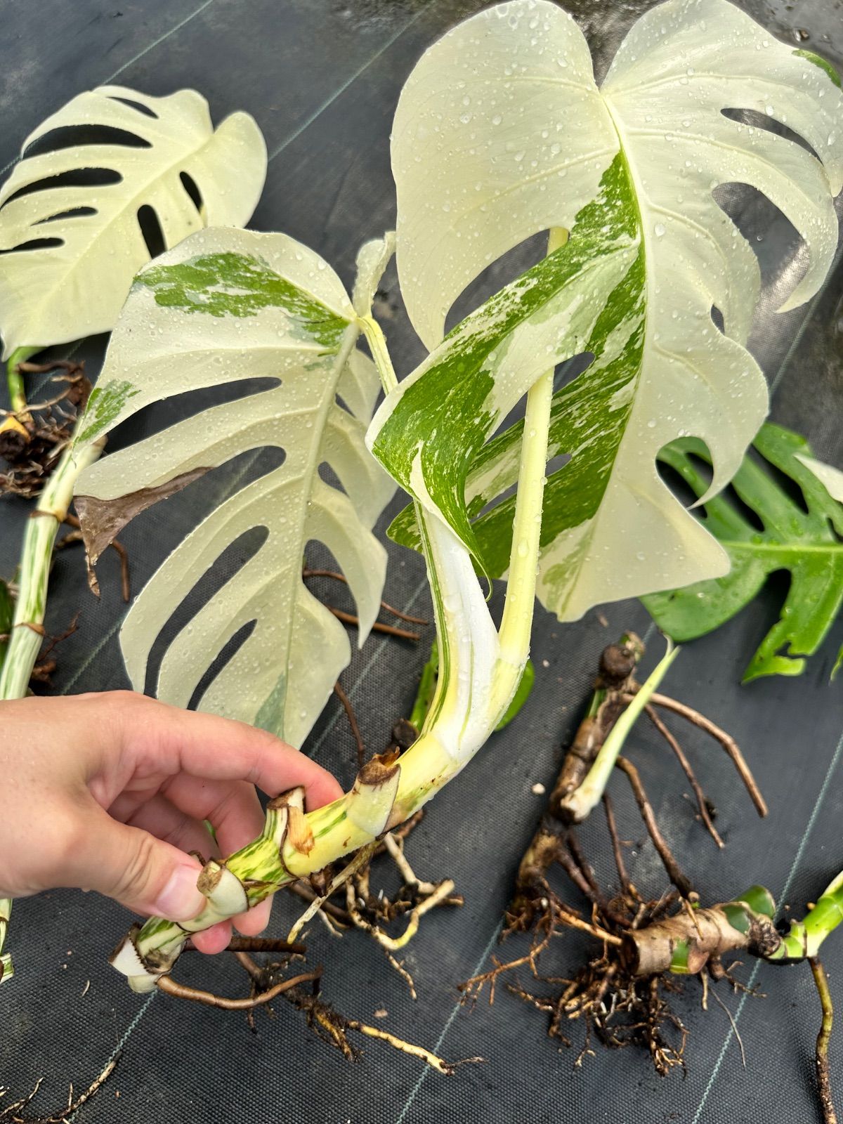 お得な極上茎【発根済み】斑入り モンステラ ホワイトタイガー