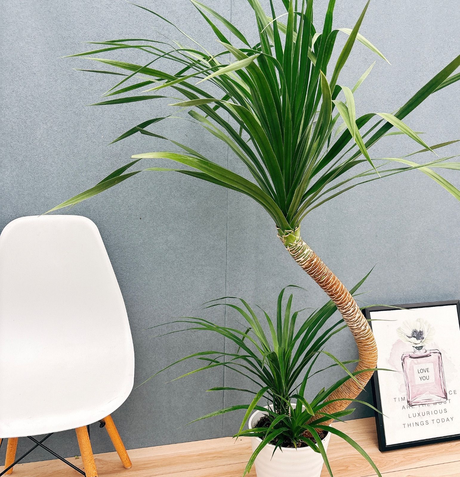 現品］【希少】11番 ドラセナ カンボジアーナ 曲がり 8号 観葉植物