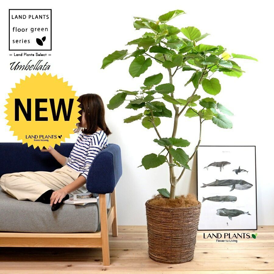 ③ アラビア ARABIA アネモネ シュガーポット キャセロール 蓋付 小物