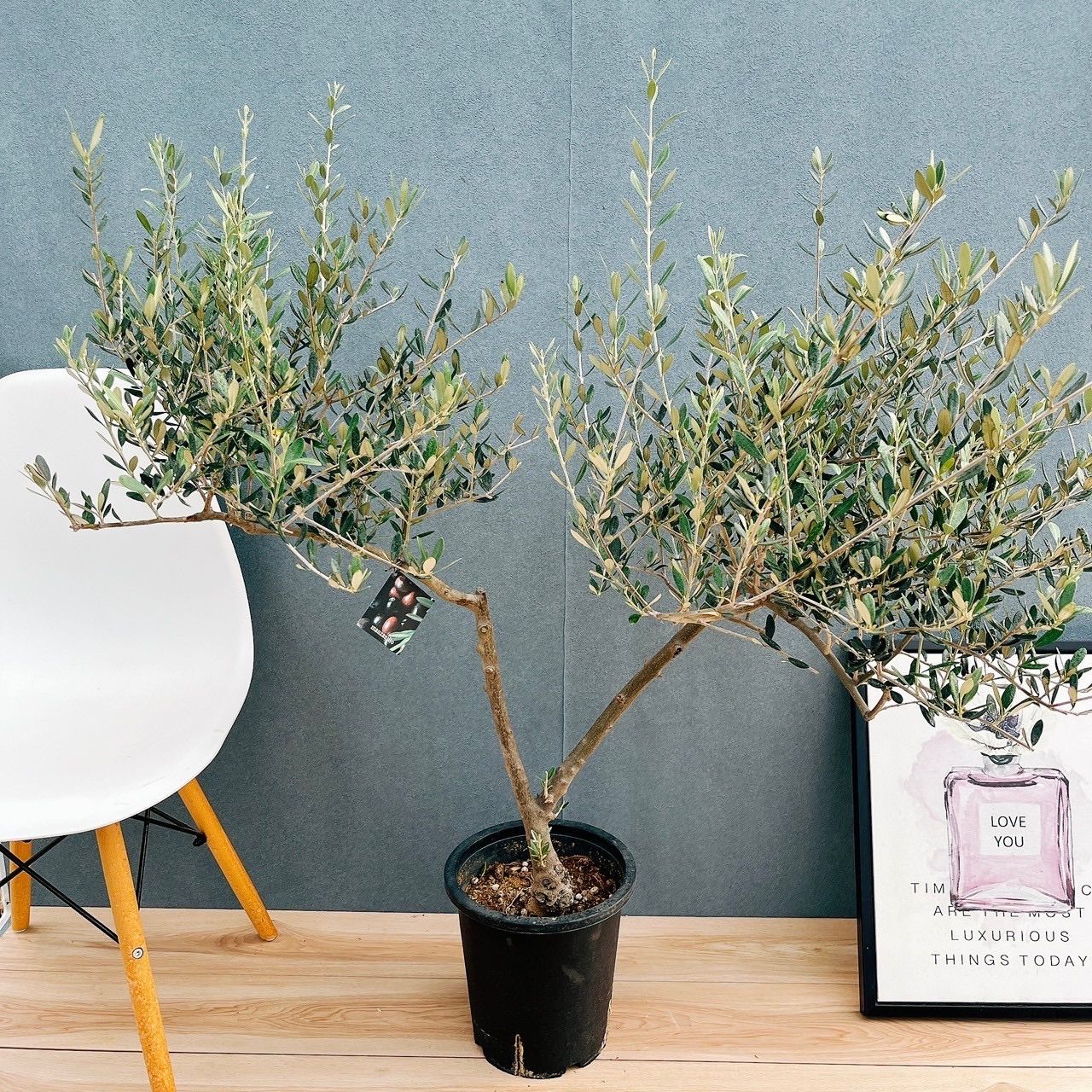 現品 24番 創樹 オリーブ マンザニロ 8号 観葉植物 常緑樹 SOUJU 玄関 屋外 オリーブの木 かっこいい