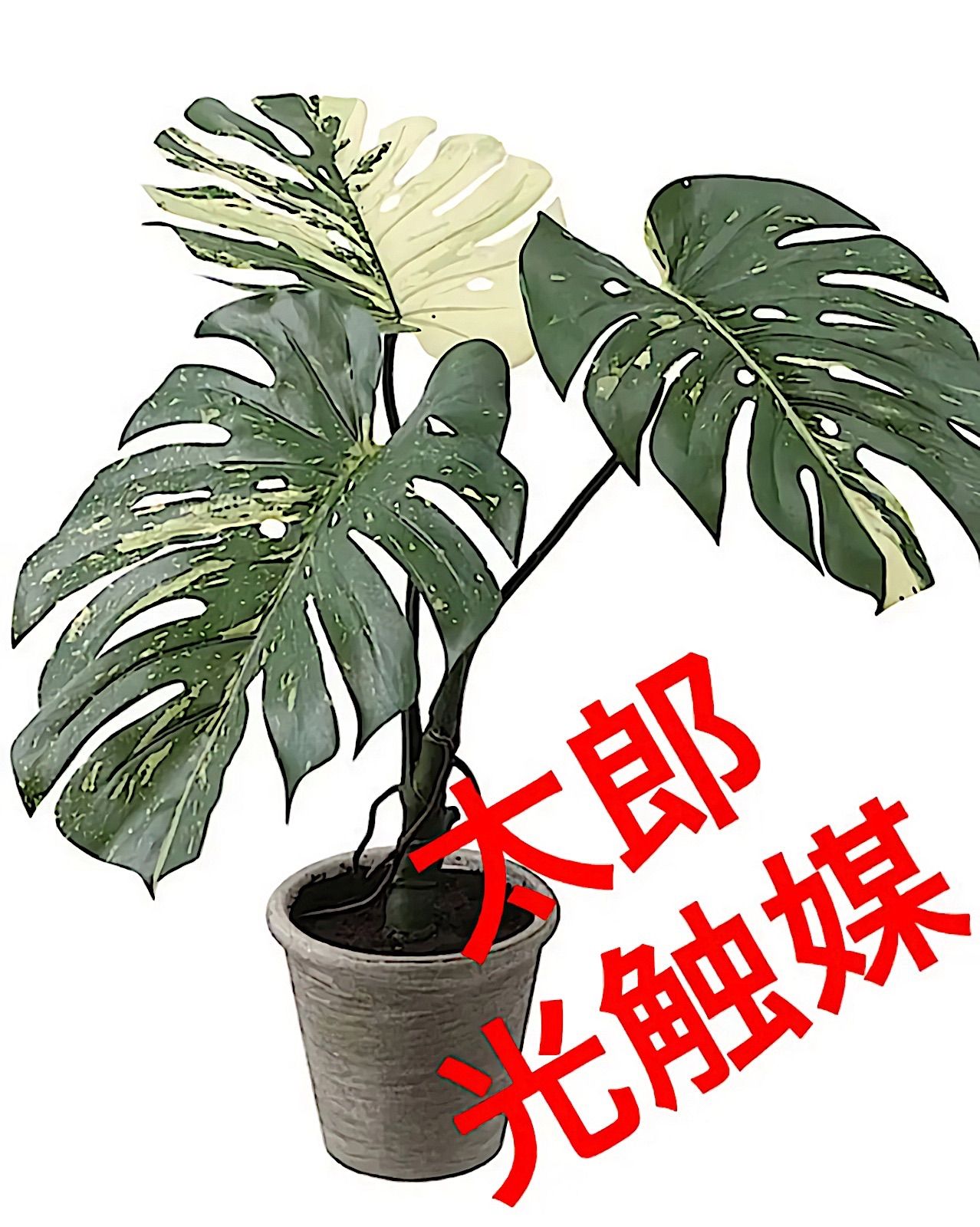 光触媒 人工観葉植物 ウォールグリーン フェイク フラワー 斑入り 