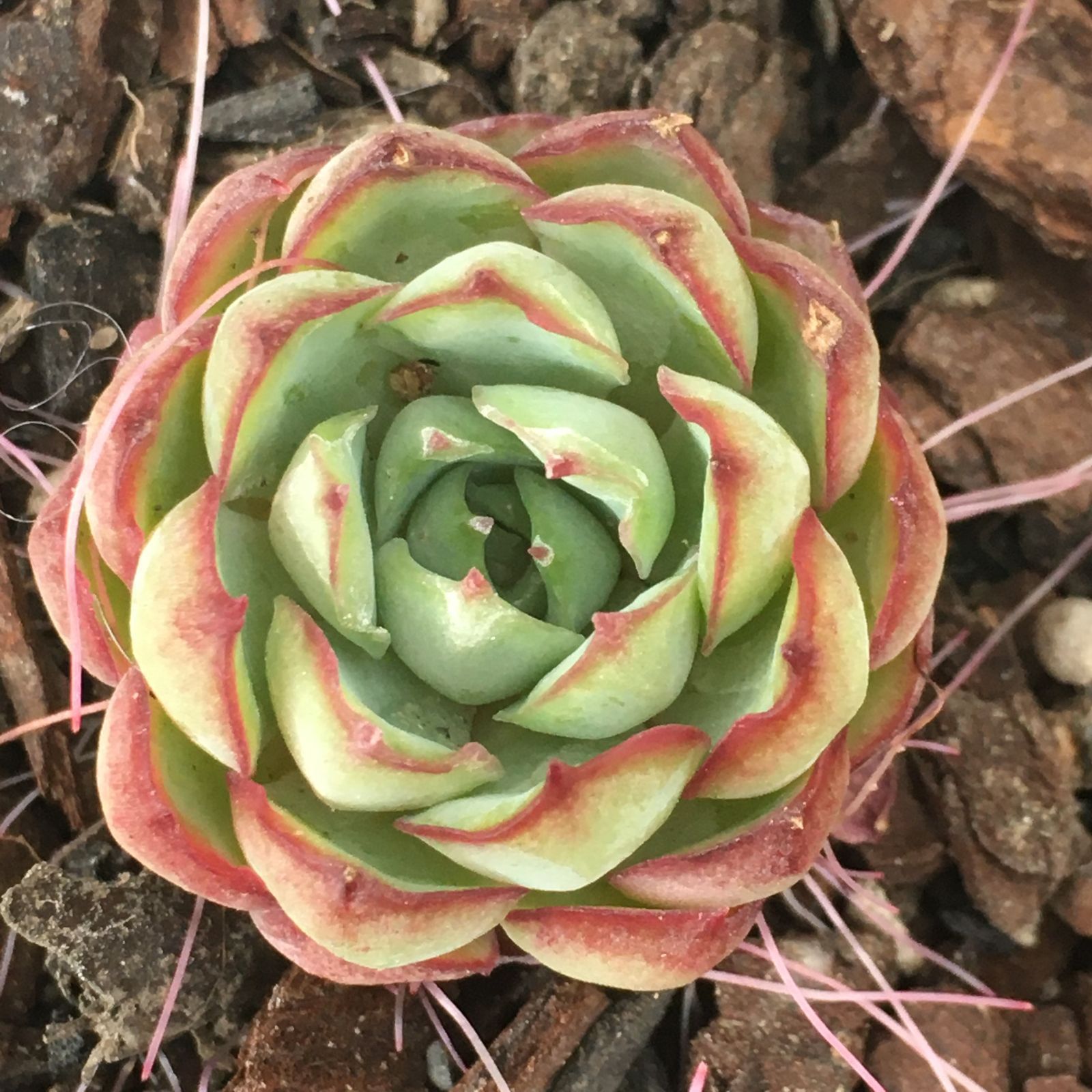 【もじゃさん工房】多肉植物 エケベリア 月影 交配種 2.0寸サイズ