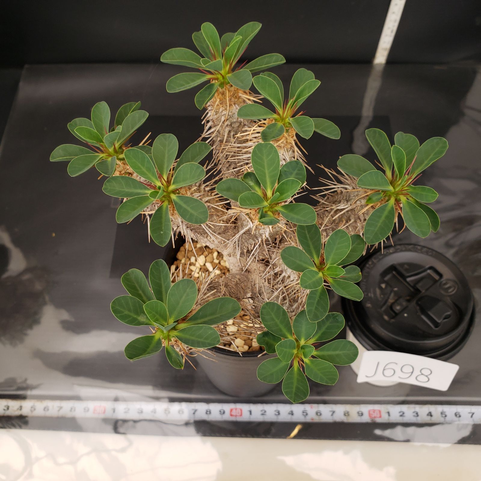 ユーフォビア ギラウミニアナ 現地株 発根済 ① 塊根植物 小型 Sサイズ ユーフォルビア ギラウミニアナ 現地株 発根済み | GREEN LUCK