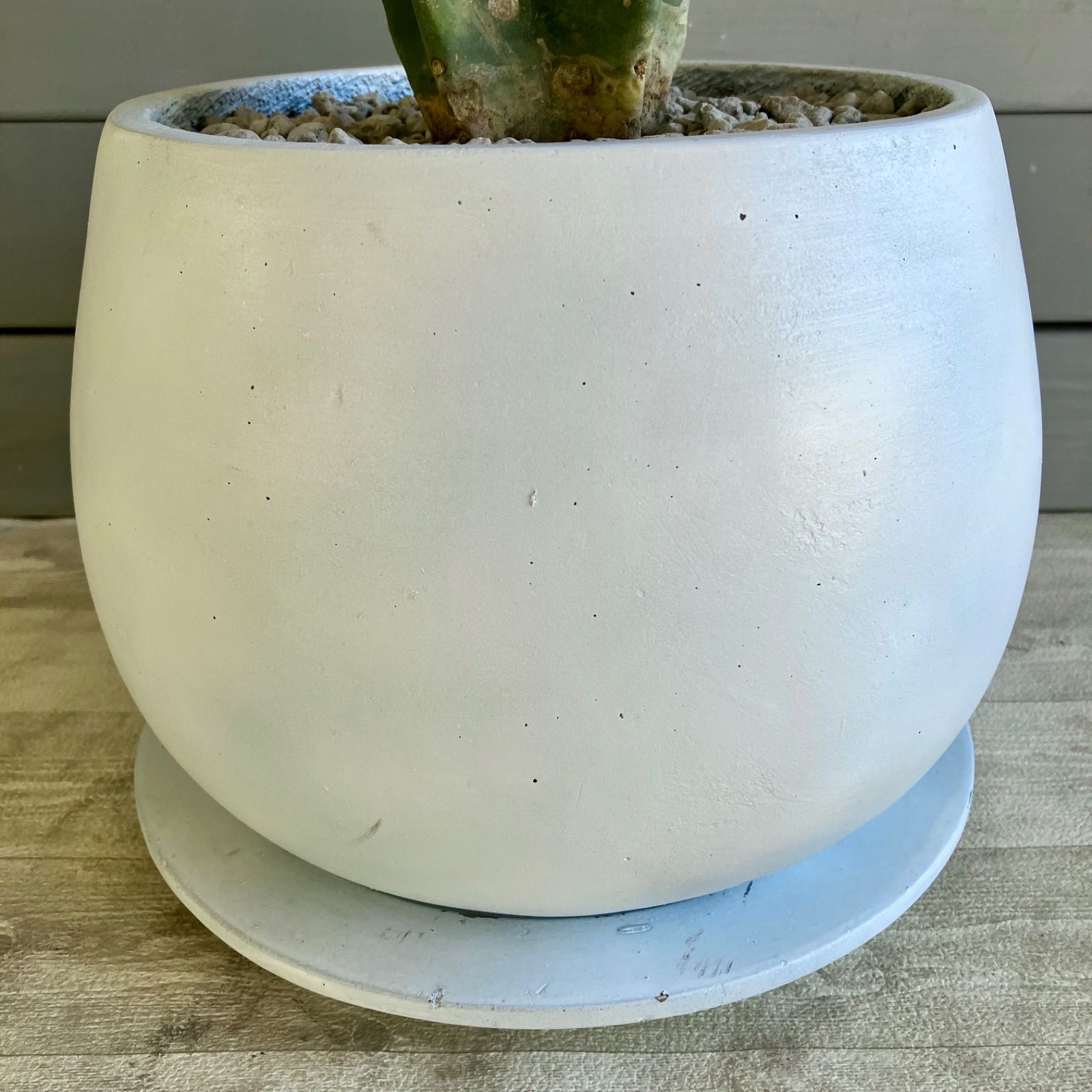 2024 【厳選された植物と鉢】柱サボテン ブランチ 鬼面角 8号