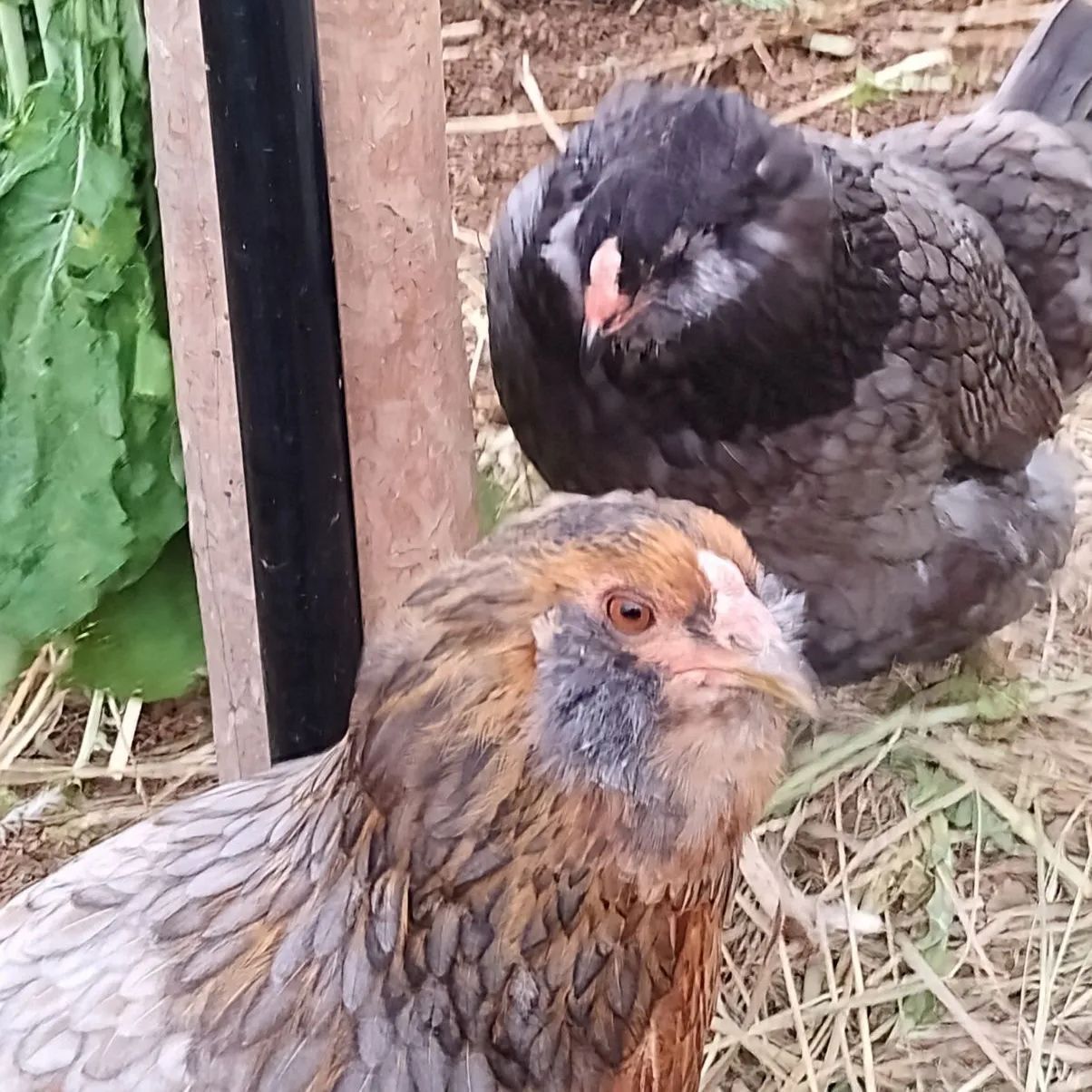 平飼い アローカナ有精卵 6個 - メルカリ