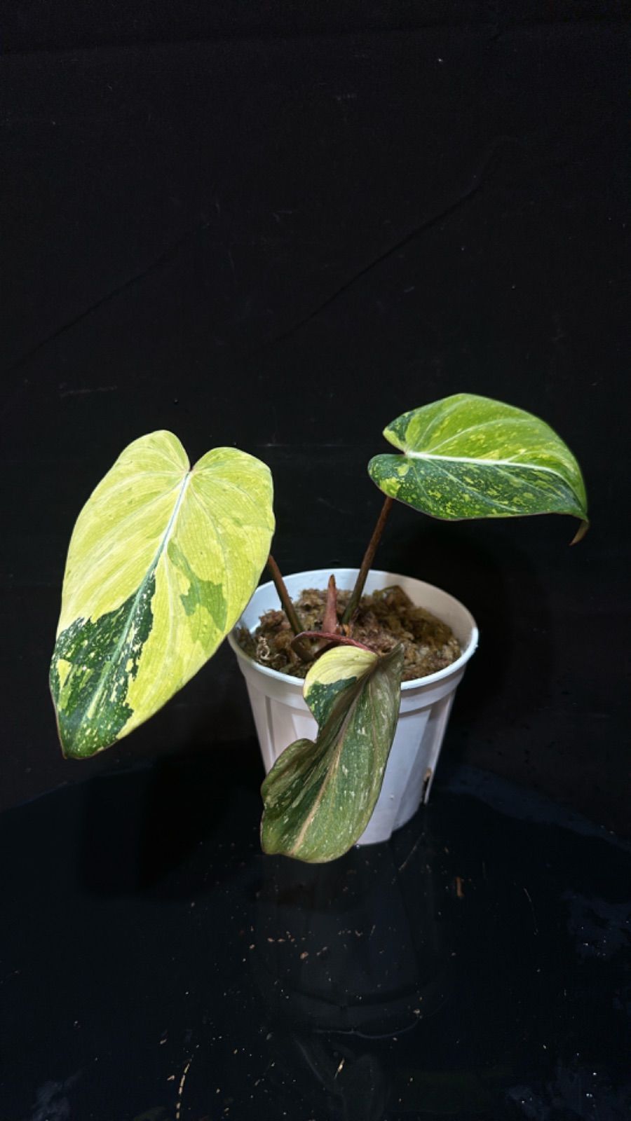 フィロデンドロン　グロリオーサム　斑入り　バリエガータ　ミドルカット発根済み フィロデンドロン グロリオーサム 斑入り バリエガータ ミドル