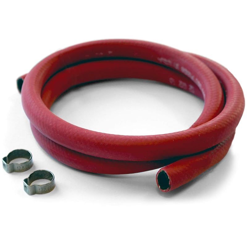 P. willinckii 'Jenny' TC 2124 Platycerium willinckii 'Jenny