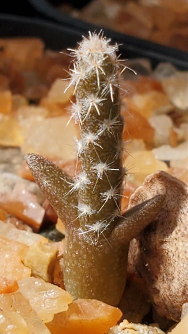 プテロカクタス