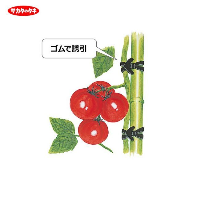サカタのタネ｜ 5箱セット品