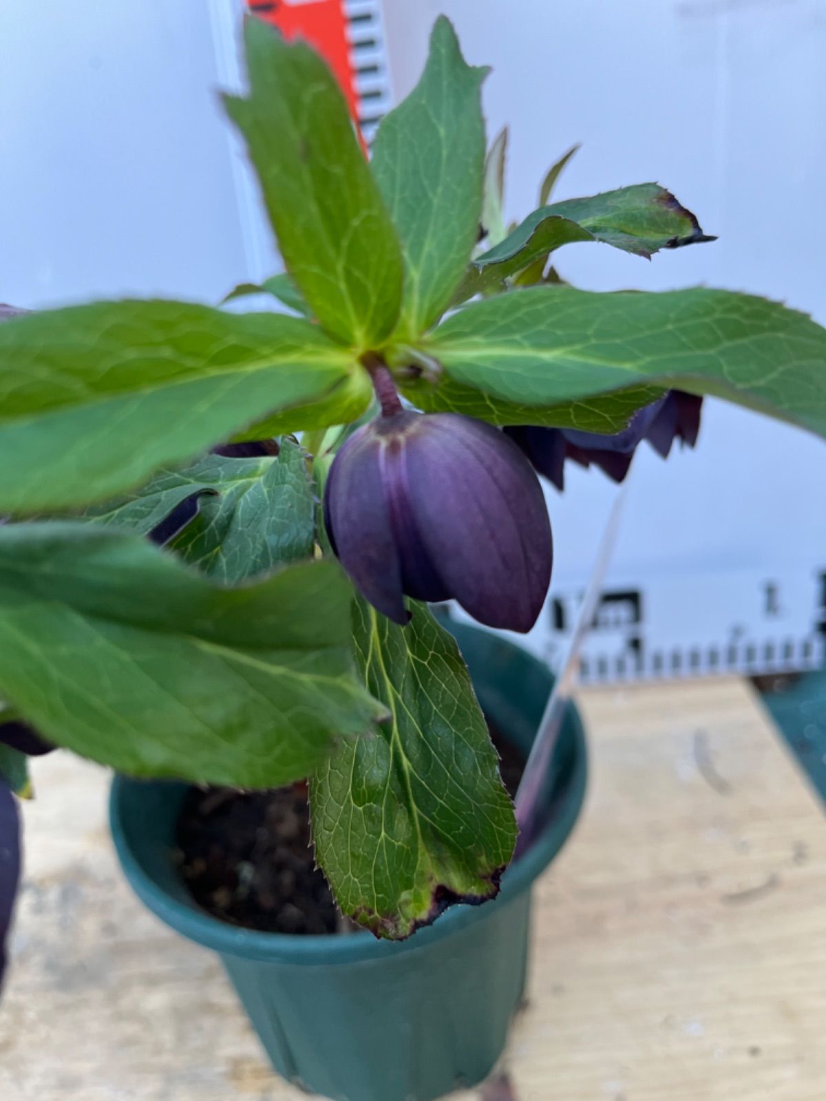 クリスマスローズ苗開花株 ダブル.ブラックスワン4号 - メルカリ